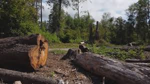 Greenwood, SC Tree Care Company