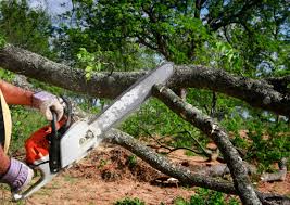 Best Storm Damage Tree Cleanup  in Greenwood, SC