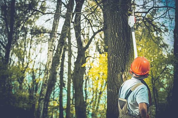 Best Fruit Tree Pruning  in Greenwood, SC