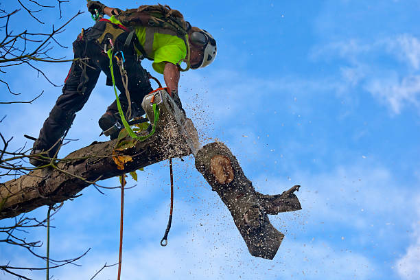  Greenwood, SC Tree Care Pros